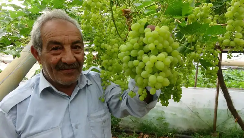 Zirai Don Olayı Meyve Fiyatlarını Nasıl Etkiledi? İlk Ürünler 250 TL'den Satışta!