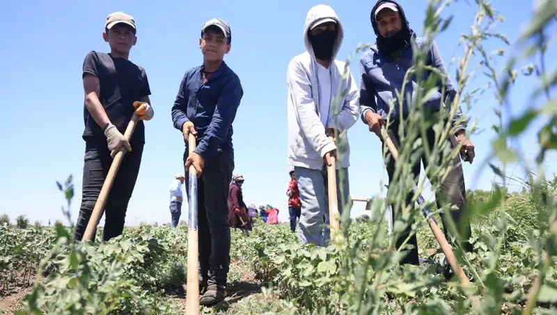 Sıcak Havalarda Zorunlu Çalışma: 650 TL Yevmiyeyle Hayatta Kalma Mücadelesi