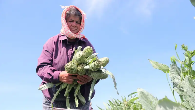 Tarladan Sofralara: 50 TL’den Satılan Sebze ve Meyveler Hakkında Her Şey