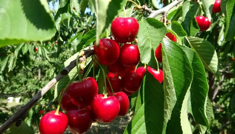 Çay Bardağına Sığmayan Bereket: Çay Hasadının Coşkusu Başladı