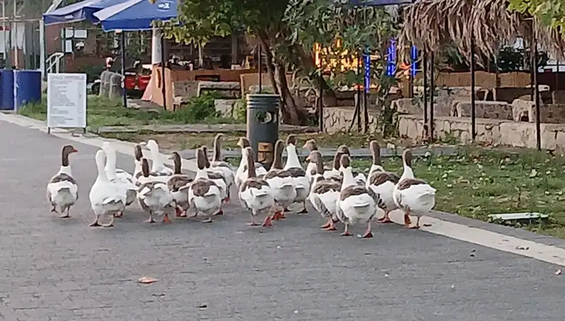 Denizde Yüzme Keyfi Sonrası Kazların Trajik Sonu: 8'i Hayatını Kaybetti!