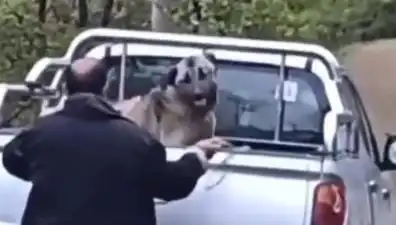 Trabzon'da Halatla Köpeğini Döven Kişi Şok Edici Olayla Gündemde