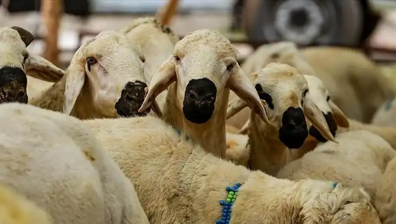 Kurban Bayramı 2025: Kurban Kesimi Farz mı? Bilmeniz Gerekenler