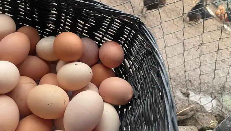 Dünyanın En Ucuz Proteini: Okulların Açılması "Mayıs Çukuru"ndan Nasıl Kurtaracak?