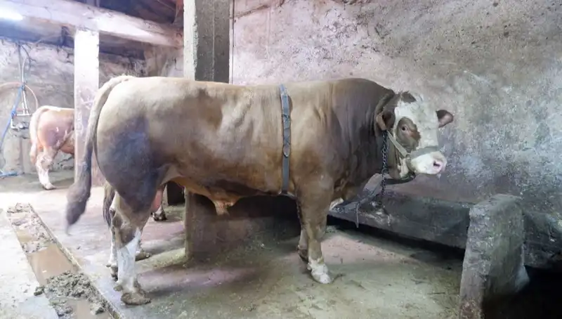 Dünyanın En Ağır Yükü: 1 Ton 200 Kilo İçin Rekor Fiyat!