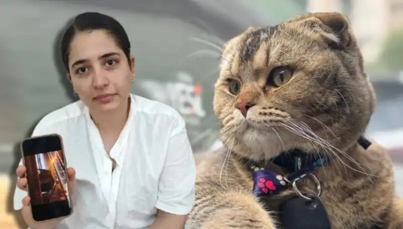 Evlilik Hayatını Kedi Kurtarabilir mi? Bir Adamın İtirafı