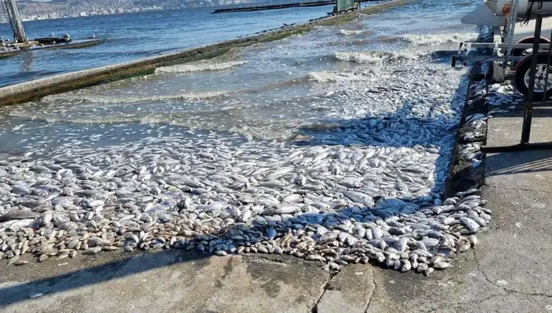 İzmir Körfezi'nde Temizlik Seferberliği Başladı: Gelecek İçin Umut Verici Adımlar