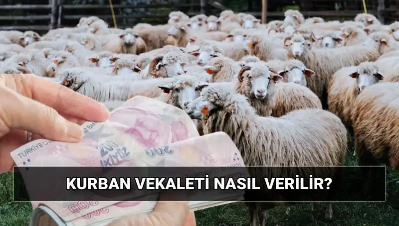 Vekaletle Kurban Kesimi: Diyanet’ten 2025 Bedeli ve Adım Adım Rehber
