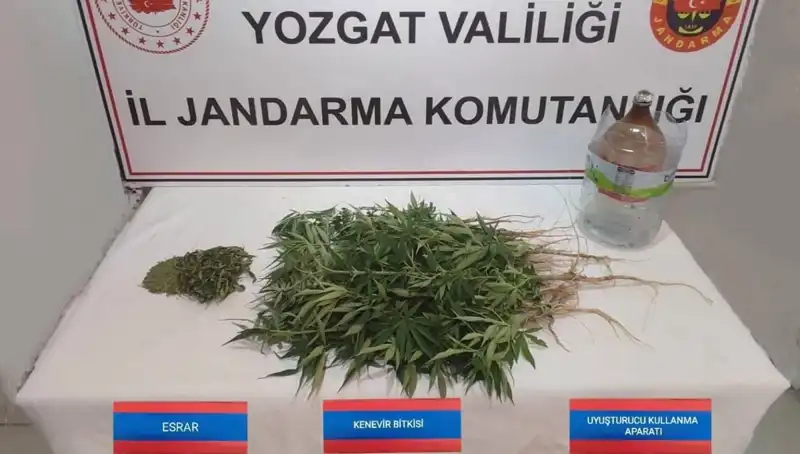 Yozgat'ta Ele Geçirilen 40 Kök Kenevirle Uyuşturucu Ticareti Engellendi
