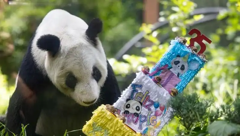 Dev panda Xin Xin, 35. Yaşında Sevgiyle Kutlandı