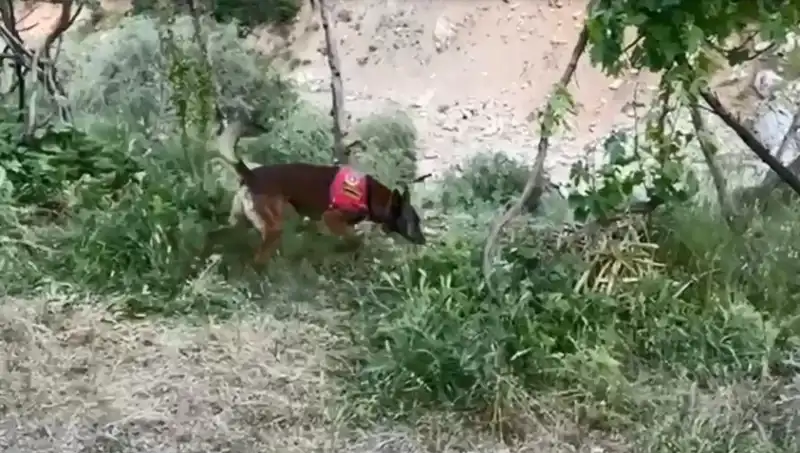 Dere Kenarındaki Gizli Esrar: Dedektör Köpeğin İnanılmaz Başarısı