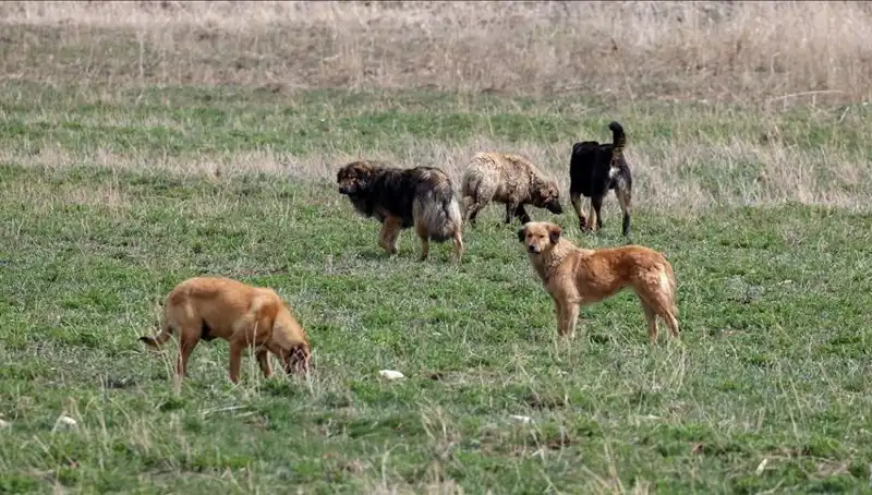 Ankara'da Sahipsiz Köpekler için Cezalar Artıyor: 71 Bin Lira Para Cezası Kararı