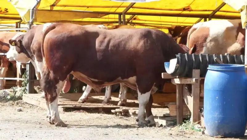 Kurban Pazarlarında Hareketlilik: Alıcılar ve Satıcılar Üçün Heyecan Dolu Günler Başladı
