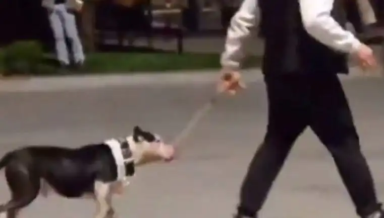 Ağızlıksız Pitbull, Diğer Köpeklere Saldırdı: Sahibi Ceza Aldı
