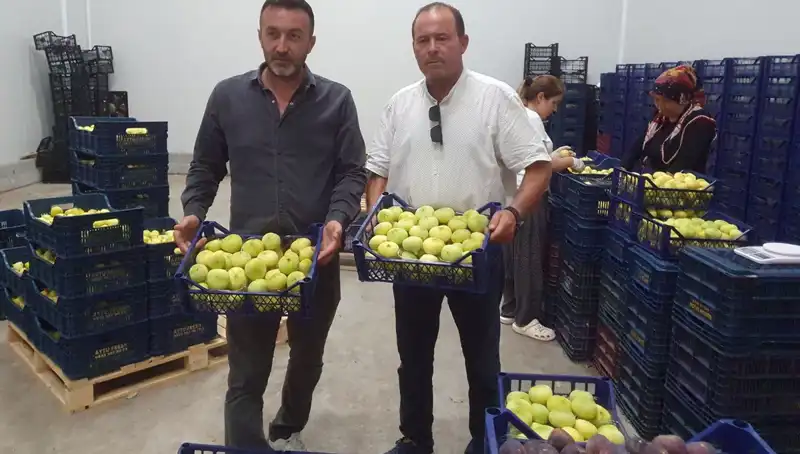 Mersinli Çiftçinin Yüzünü Güldüren İhracat: Tanesi 20 TL'den Satılıyor!