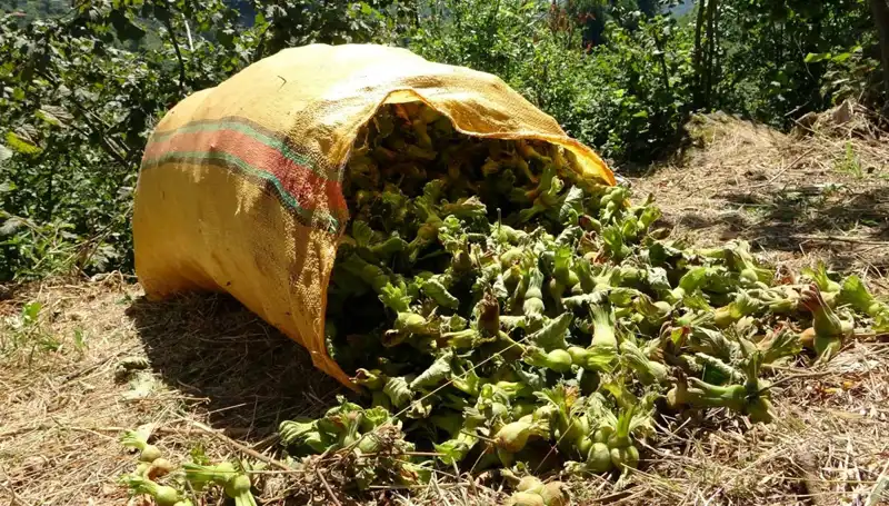 Giresun’da Fındık Hasadı Başladı: Ekonomik Dönüşümün Kapıları Aralanıyor