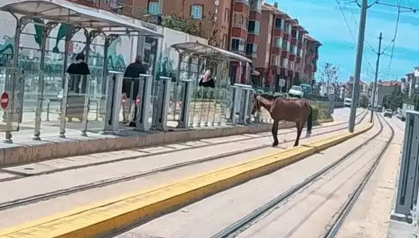 Eskişehir'de Tramvay Raylarında Gezen Başıboş At, Kentin Merak Konusu Oldu