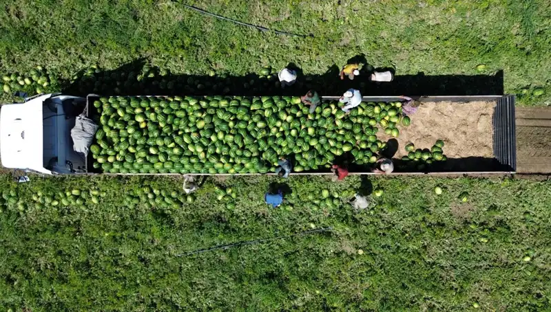 Bafra Ovası'nda Rekor Karpuz Rekoltesi: 94 Bin 500 Ton Bekleniyor