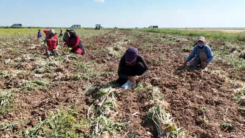 Antibiyotik Hasat Sezonu: Rusya, Almanya ve İspanya'da Neler Oluyor?