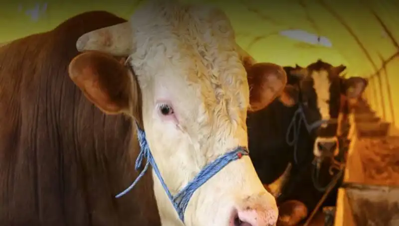 Akika Kurbanının Anlamı ve Kesim Zamanı Hakkında Bilgiler