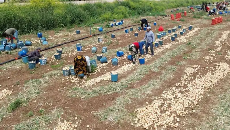 Soğan Hasadı Başladı: Fiyatlar Düşüşe Geçti, Tüketiciler Ne Beklemeli?