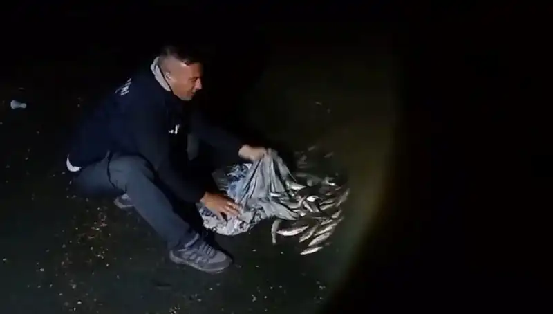 ** Bir Ton İnci Kefali Avlandı: Bu Ne Anlama Geliyor?**