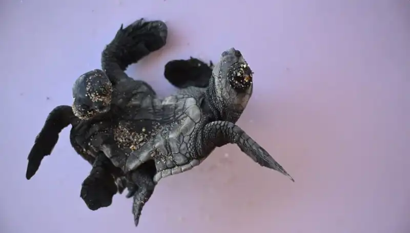 Görenleri Şaşırtan Doğa Harikası: Siyam İkizi Caretta Carettalar!