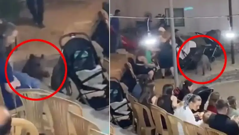 Düğün Töreninde Beklenmedik Misafir: Yaban Domuzu Panik Yarattı