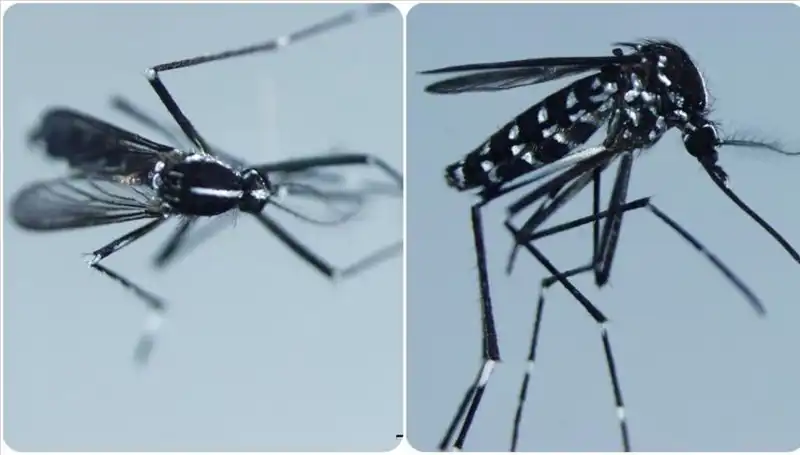 Chikungunya Virüsü: Global Yayılımı ve Belirtileri Hakkında Bilinmesi Gerekenler