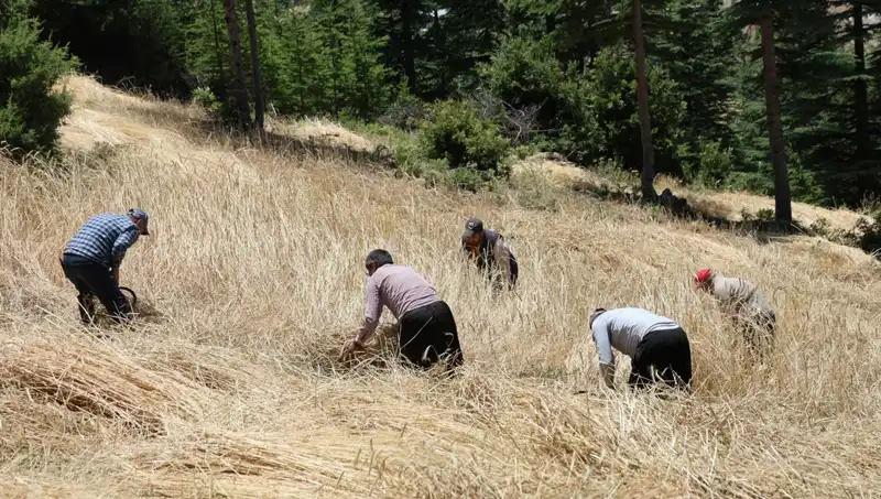 Teknolojinin Ulaşamadığı Tarla: Ellik ve Orakla Geleneksel Hasat Dönemi