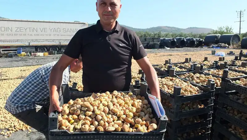 Balıkesir'de Hasat Sezonu: Çin ve Rusya'ya Ulaşan Yerel Ürünler