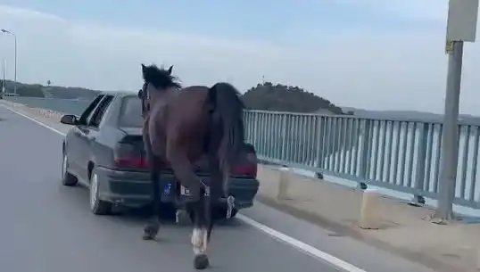 Adana’da Atına Zulmeden Kişiye Suçüstü: Tutuklama Gerçekleşti!