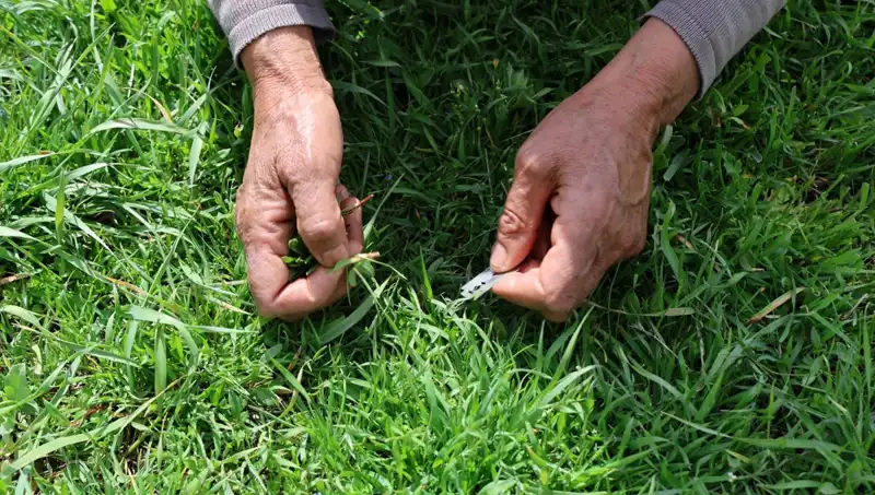 Bin Bir Zahmetle Toplanan Doğanın Şifası: Gribe Iyi Gelen Bitki