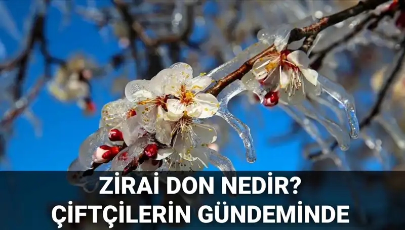 Zirai Don Nedir? Çiftçileri Bekleyen Tehlike ve Devlet Destekleri