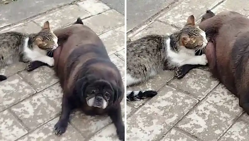 Erzurum Sokaklarında Şaşkınlık Yaratan Anlar: Bir Köpek, Kediye Baklık Yapıyor!