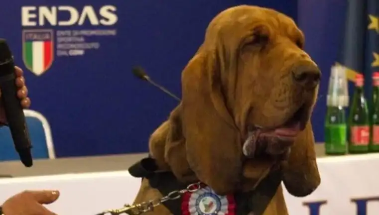 Arama Köpeğine Çivili Sosisle Yapılan Saldırı: Şok Edici Detaylar Ortaya Çıktı