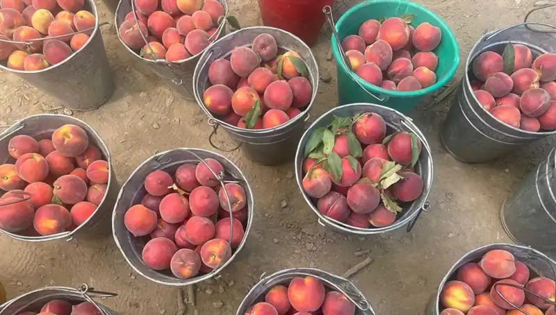 Çiftçiler Hasat Sezonunu Karşılıyor: Fiyatlar 100 Liraya Ulaştı