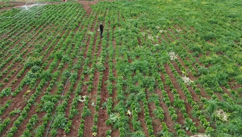 Kuraklık, Marul Hasadını Tehdit Ediyor: Üreticiler Tedirgin