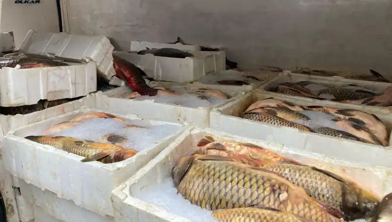 Kaçak Balık Avcılığına Ağır Cezalar Geliyor!