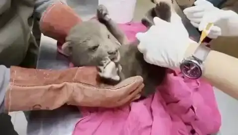 Karabük’te Yavru Bozayı Etrafta Ne arıyor? Hayvan Koruma Görevlileri Harekete Geçti!