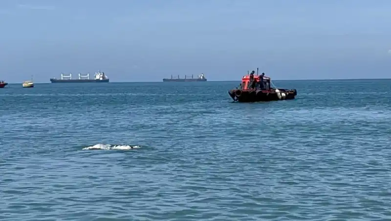 Denizlerin Derinliklerinde Bulunan Angus Sırları ve Şaşkınlık Verici Gelişmeler