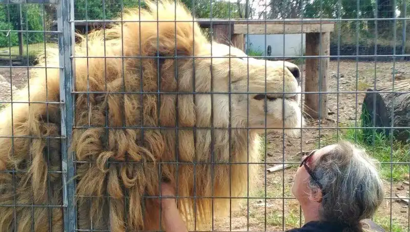 Avustralya'daki Aslan Saldırısı: Kadının Kolunu Kafes İçinden Kaptı!