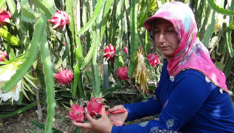 Emekli Oldu, Kilosu 200 TL'den Satılan Pitaya Üretmeye Başladı!