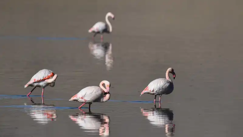 Kuş Cennetinde Kuraklık: Flamingo Sayısı Düşüşte!