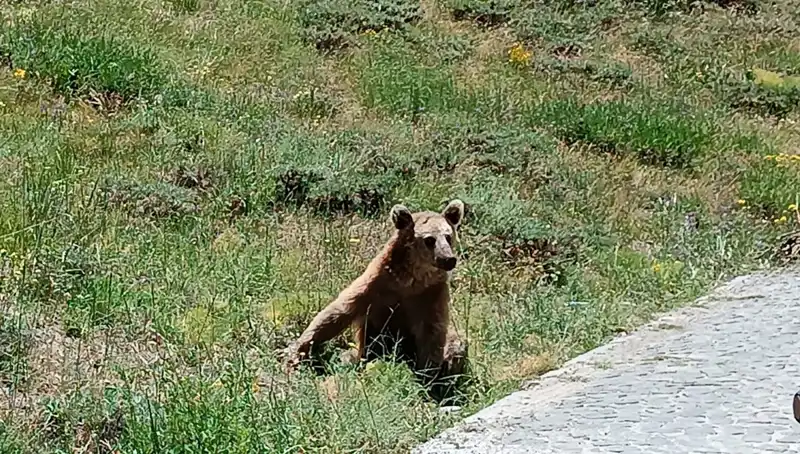 Nemrut'a Gidenler Dikkat! Boza Uyarısının Nedeni Nedir?