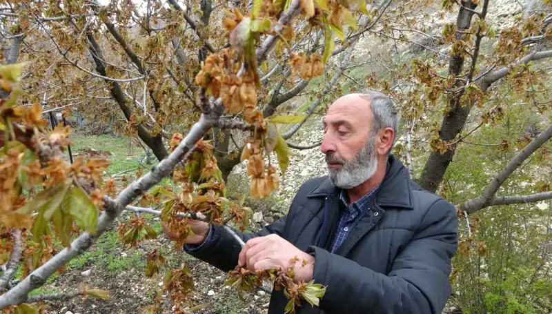 Üreticiler Ciddi Kayıplarla Karşı Karşıya: Zirai Don, Albastı Kirazını Vurdu!