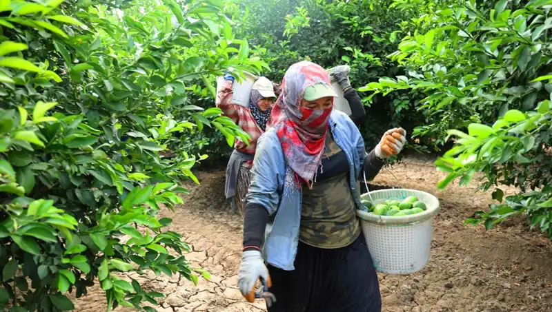 Marketlerde Patates Kiloları 150 Lirayı Geçti, Fiyatları Düşürecek Hasat Başladı!