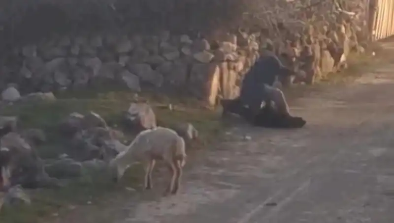 Koyuna Eziyet Eden Kişi Gözaltına Alındı: Hayvan Hakları Mücadelesi Devam Ediyor